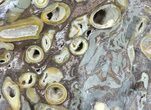 Slab Fossil Teredo (Shipworm Bored) Wood - England #63454-1